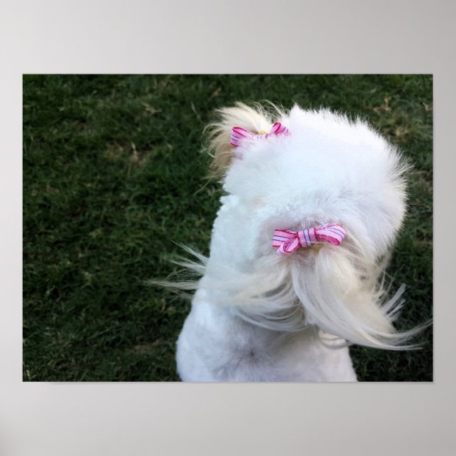 Poster Cãozinho bonito com fitas (Frente)