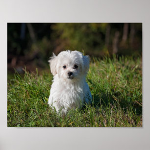 Poster Cãozinho branco