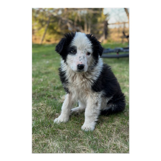 Pôster Cãozinho-de-leite (Frente)