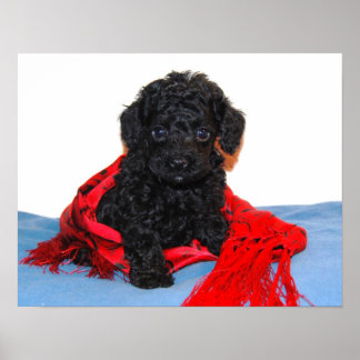 Poster Cãozinho de Toy Negro com cachecol vermelho