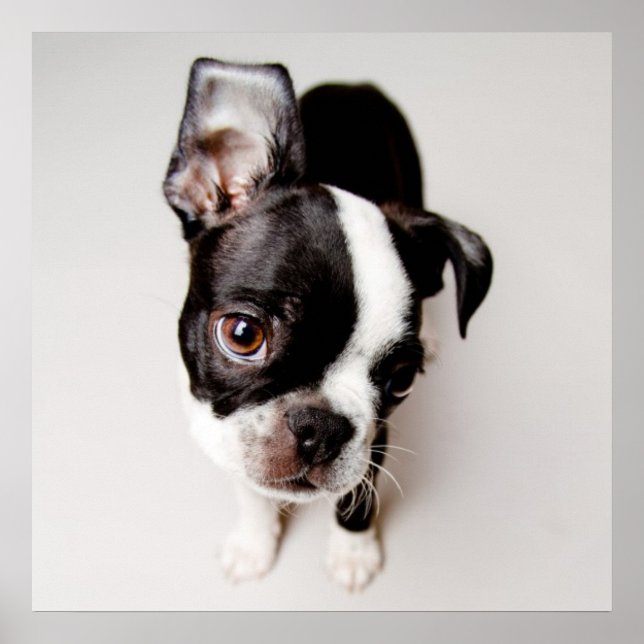 Poster Cãozinho Edison Boston Terrier. (Frente)