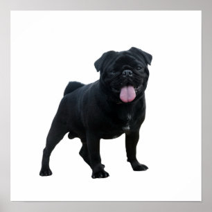 Poster Cãozinho engraçado