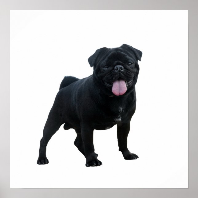 Poster Cãozinho engraçado (Frente)