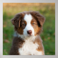 Cãozinho pastor australiano bonito