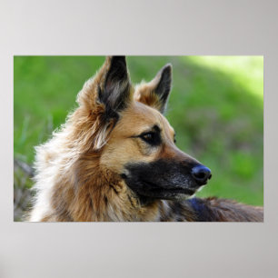 Poster Capa do german shepherd