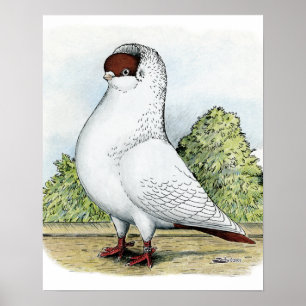 Poster Capacete:  Pombo Vermelho