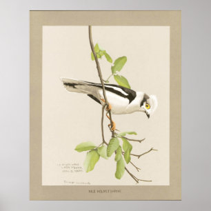Pôster Capacete Shrike de Nile