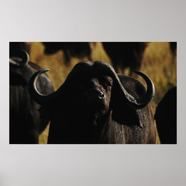 Poster Capas de Buffalo Cape safari (Frente)