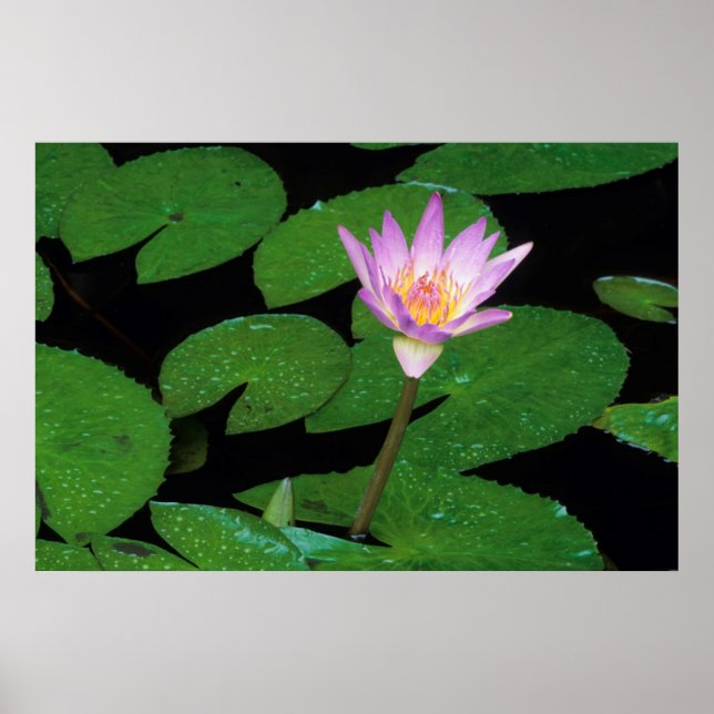 Poster Cape Blue Water Lily (Nymphaea Capensis) (Frente)