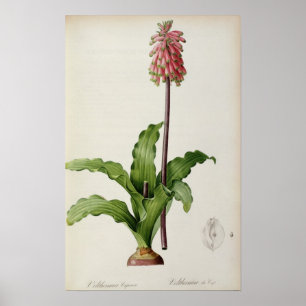 Pôster Capensis de Veltheimia, de "Les Liliacees", c.1805