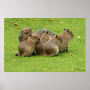 Poster Capibaras