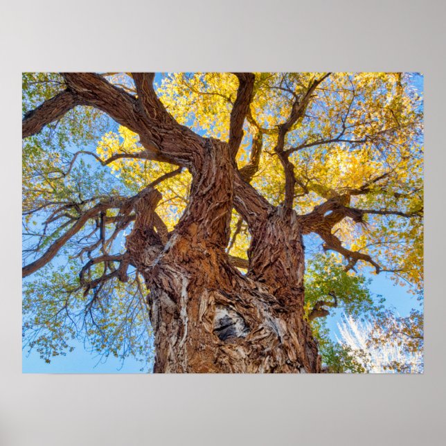 Poster Capitol Reef National Park, Cottonwood Tree (Frente)