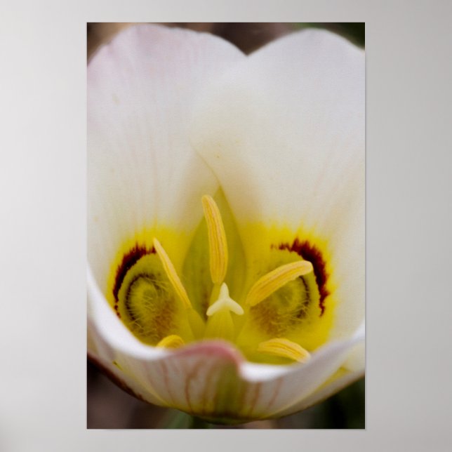 Pôster Capitol Reef National Park, Utah, EUA 2 (Frente)