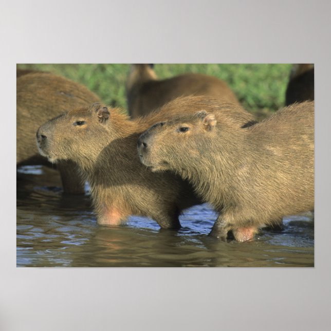 Poster Capivara, Hydrochaeris hydrochaeris), mundo's (Frente)