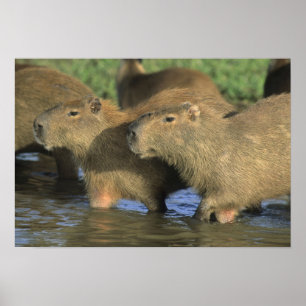 Pôster Capivara, Hydrochaeris hydrochaeris), mundo's