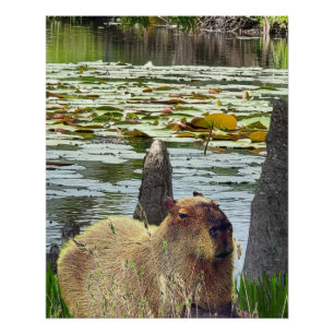 Pôster Capivara - Pneumatóforos - Vida Selvagem