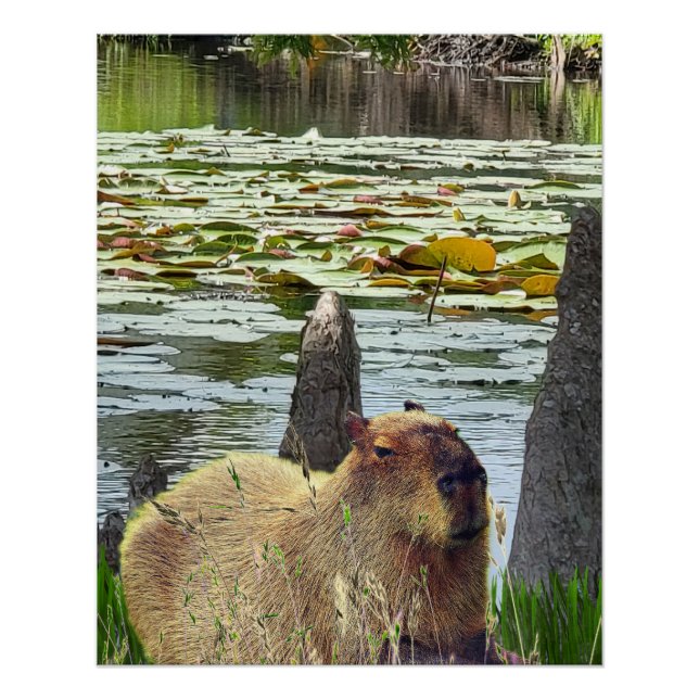 Pôster Capivara - Pneumatóforos - Vida Selvagem (Frente)