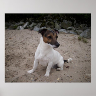 Poster Capo de Oppenheim, Jack Russell Dog