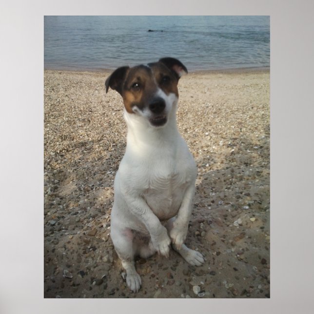 Poster Capo von Oppenheim, cão Terrier Jack Russell (Frente)