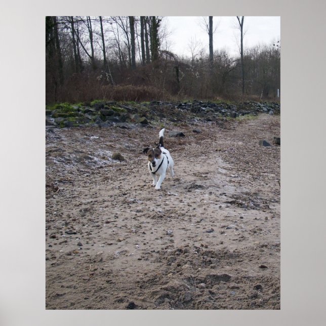 Pôster Capo von Oppenheim, cão Terrier Jack Russell (Frente)