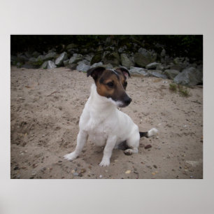 Poster Capo von Oppenheim, Jack Russell Dog