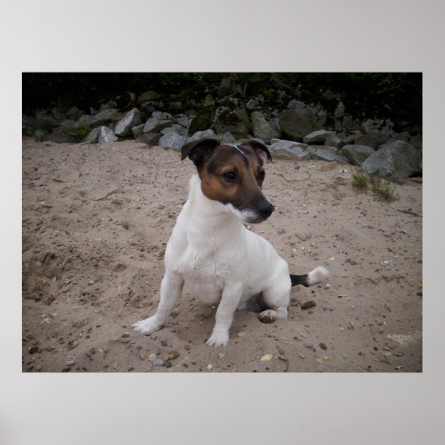 Poster Capo von Oppenheim, Jack Russell Dog (Frente)