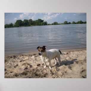 Pôster Capo von Oppenheim, Jack Russell Dog