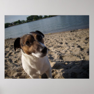 Pôster Capo von Oppenheim, Jack Russell Dog