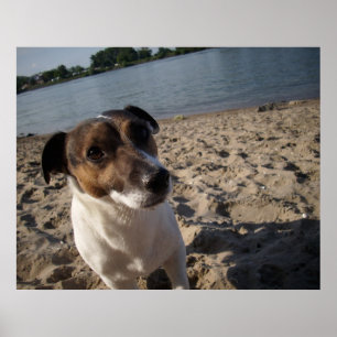 Pôster Capo von Oppenheim, Jack Russell Dog