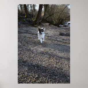 Poster Capo von Oppenheim, Jack Russell Terrier cão