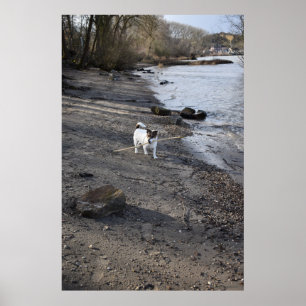 Poster Capo von Oppenheim, Jack Russell Terrier cão