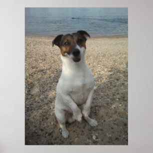 Poster Capo von Oppenheim, Jack Russell Terrier cão