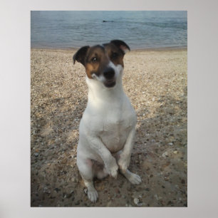 Poster Capo von Oppenheim, Jack Russell Terrier cão