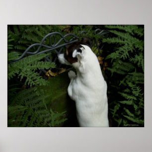 Poster Capo von Oppenheim, Jack Russell Terrier cão