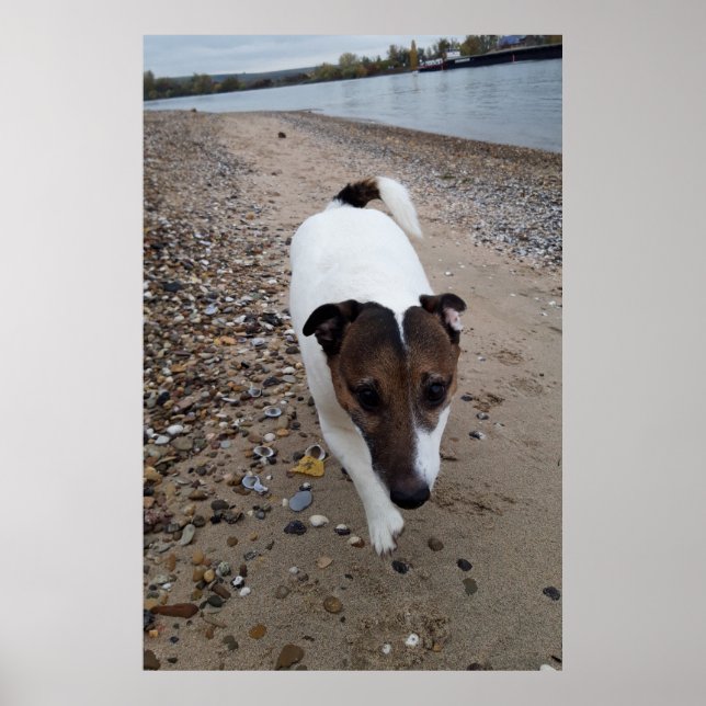 Poster Capo von Oppenheim, Jack Russell Terrier cão (Frente)