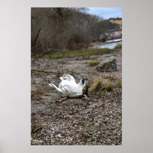 Poster Capo von Oppenheim, Jack Russell Terrier cão