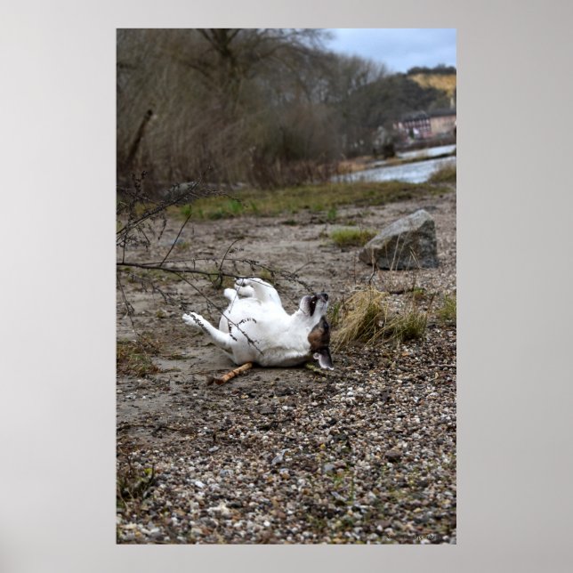 Poster Capo von Oppenheim, Jack Russell Terrier cão (Frente)