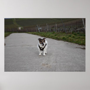 Poster Capo von Oppenheim, Jack Russell Terrier cão