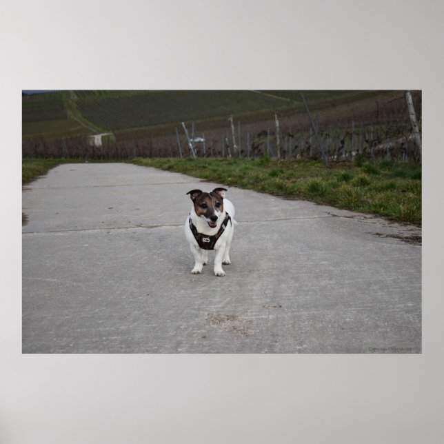 Poster Capo von Oppenheim, Jack Russell Terrier cão (Frente)