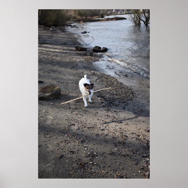 Poster Capo von Oppenheim, Jack Russell Terrier cão (Frente)