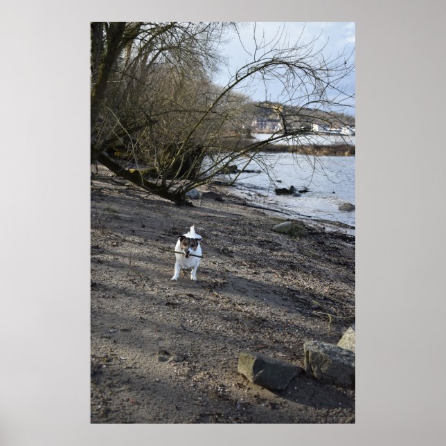 Poster Capo von Oppenheim, Jack Russell Terrier cão (Frente)