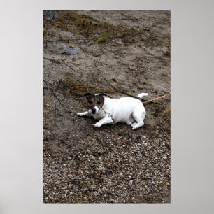 Poster Capo von Oppenheim, Jack Russell Terrier cão