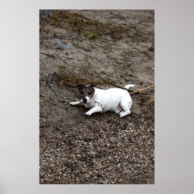 Poster Capo von Oppenheim, Jack Russell Terrier cão (Frente)