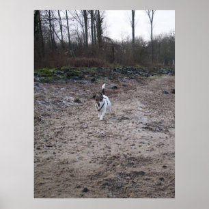 Pôster Capo von Oppenheim, Jack Russell Terrier cão