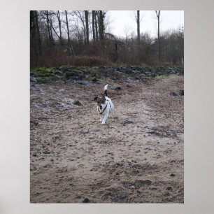 Pôster Capo von Oppenheim, Jack Russell Terrier cão
