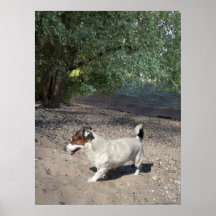 Capo von Oppenheim, Jack Russell Terrier cão