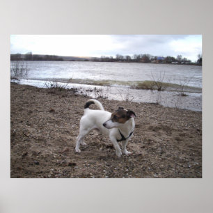 Poster Capo von Oppenheim, Jack Russell Terrier cão