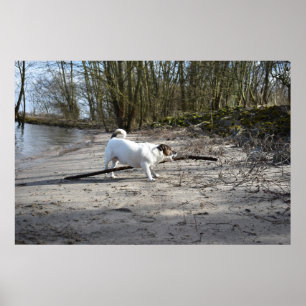Poster Capo von Oppenheim, Jack Russell Terrier Dog