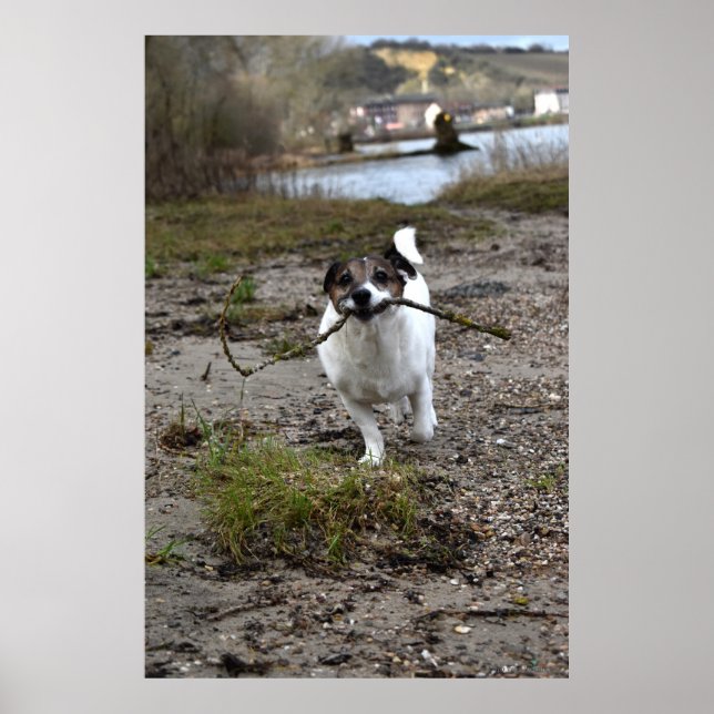 Poster Capo von Oppenheim, Jack Russell Terrier dog (Frente)