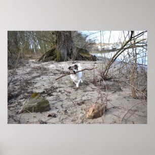 Poster Capo von Oppenheim, Jack Russell Terrier Dog